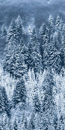 France, snow, forest Wallpaper 720x1440