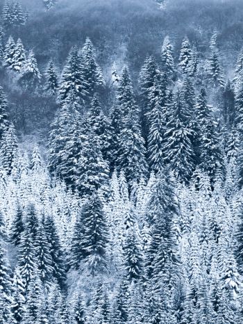 France, snow, forest Wallpaper 1620x2160