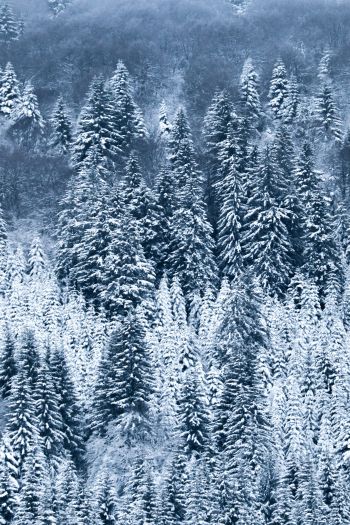 France, snow, forest Wallpaper 640x960
