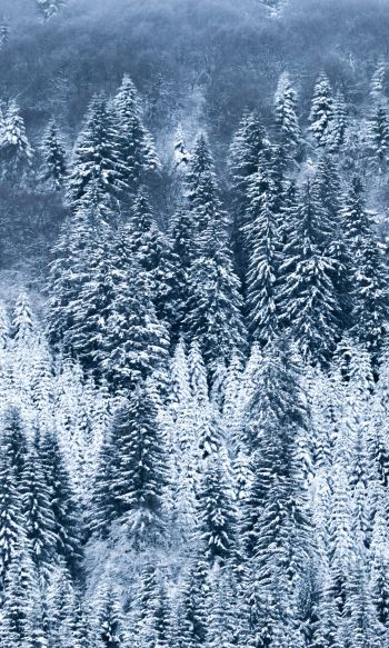 France, snow, forest Wallpaper 1200x2000