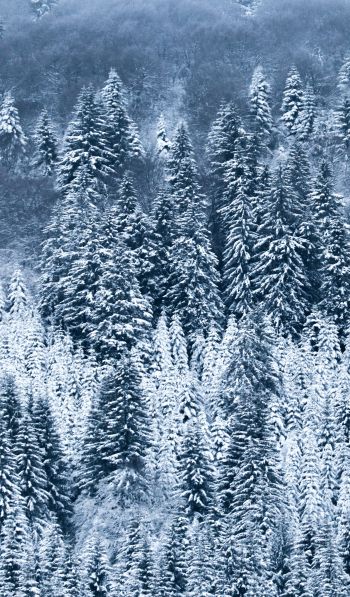 France, snow, forest Wallpaper 600x1024