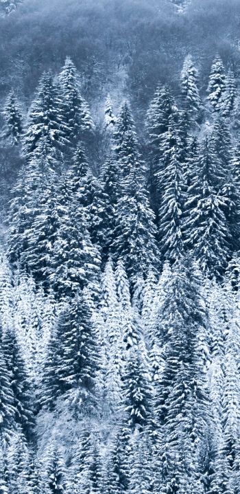 France, snow, forest Wallpaper 1080x2220