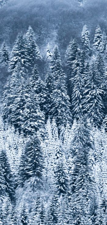 France, snow, forest Wallpaper 1080x2280