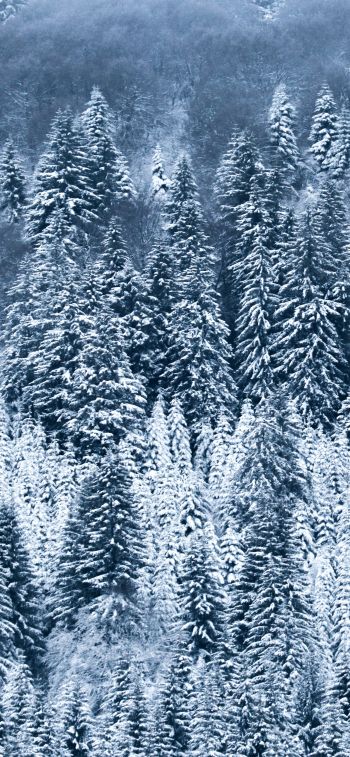 France, snow, forest Wallpaper 1242x2688