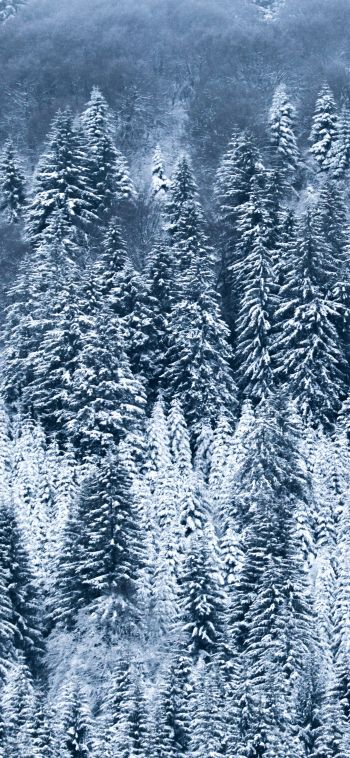 France, snow, forest Wallpaper 1080x2340