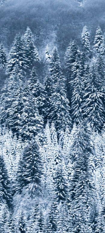 France, snow, forest Wallpaper 1440x3200