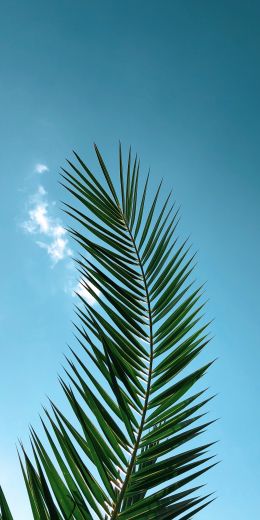 areca, azure sky, plant Wallpaper 720x1440