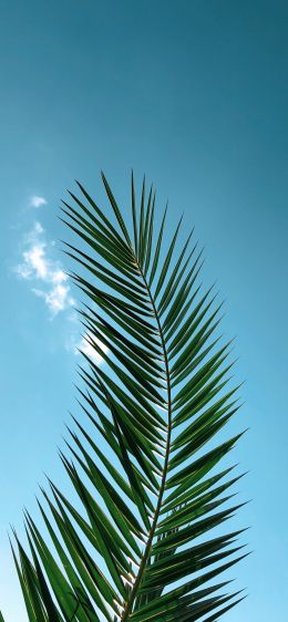 areca, azure sky, plant Wallpaper 1284x2778