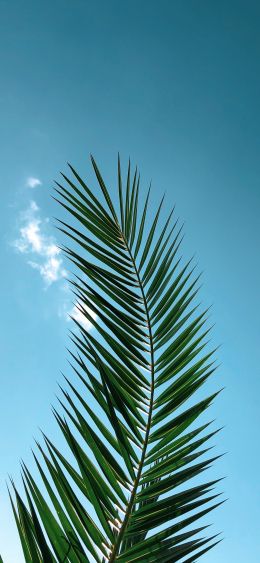 areca, azure sky, plant Wallpaper 1080x2340