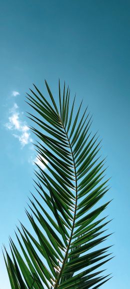 areca, azure sky, plant Wallpaper 1080x2400