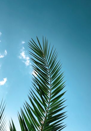 areca, azure sky, plant Wallpaper 1668x2388