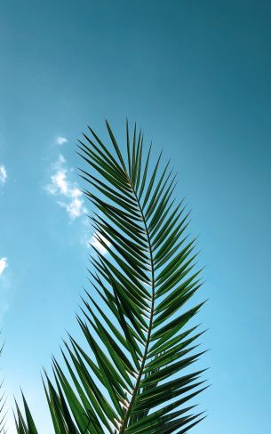 areca, azure sky, plant Wallpaper 1600x2560