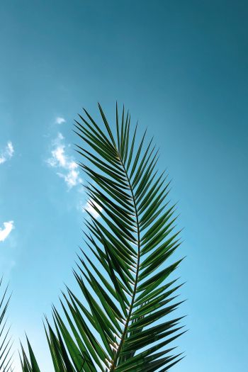 areca, azure sky, plant Wallpaper 640x960