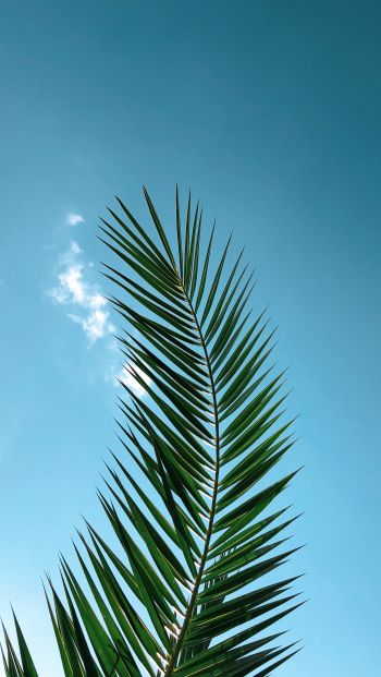 areca, azure sky, plant Wallpaper 640x1136