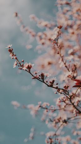 Toulouse, France, spring flowers Wallpaper 640x1136