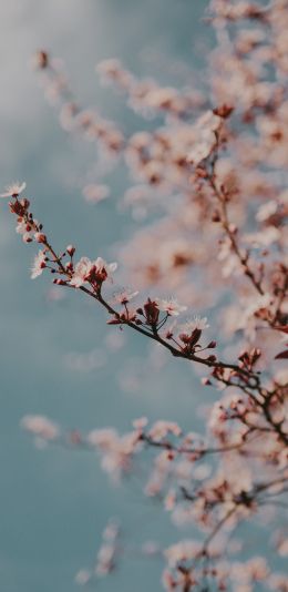 Toulouse, France, spring flowers Wallpaper 1080x2220