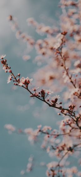 Toulouse, France, spring flowers Wallpaper 1080x2340
