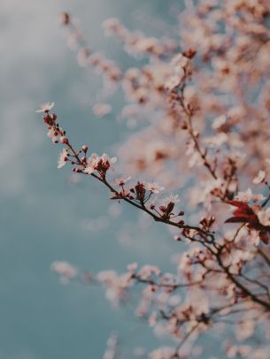 Toulouse, France, spring flowers Wallpaper 1668x2224