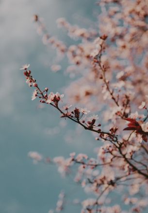 Toulouse, France, spring flowers Wallpaper 1640x2360