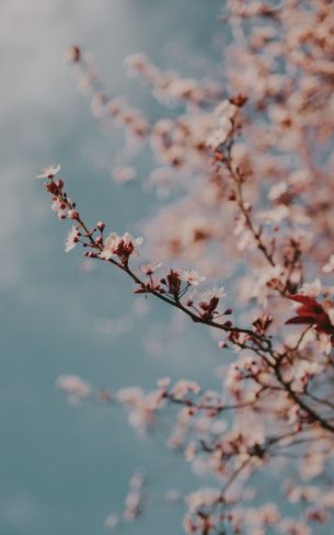 Toulouse, France, spring flowers Wallpaper 1600x2560