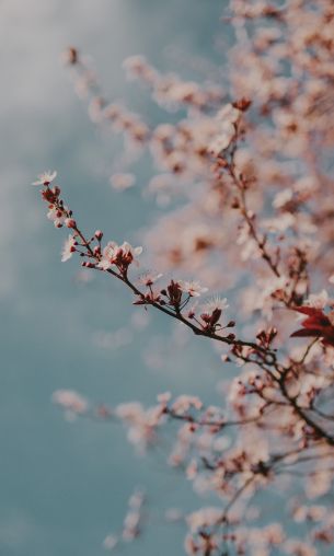 Toulouse, France, spring flowers Wallpaper 1200x2000