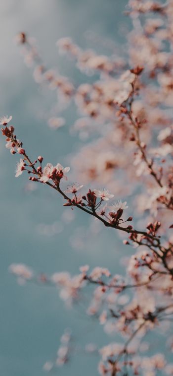 Обои 1080x2340 Тулуза, Франция, весенние цветы
