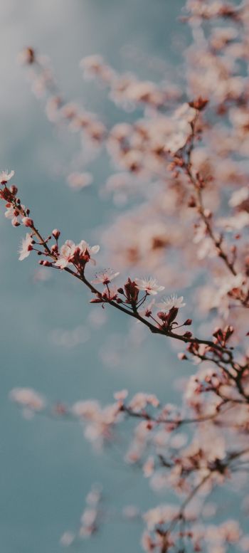 Toulouse, France, spring flowers Wallpaper 1080x2400