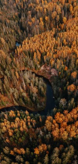Latvia, woodland Wallpaper 720x1520