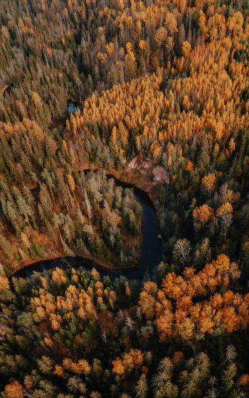 Обои 1600x2560 Латвия, лесистая местность