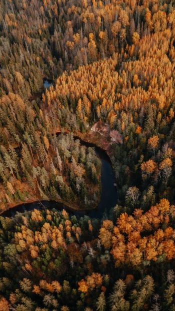 Обои 640x1136 Латвия, лесистая местность