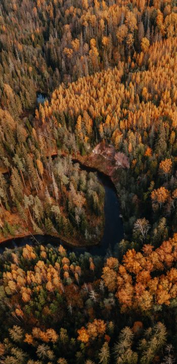 Обои 1080x2220 Латвия, лесистая местность