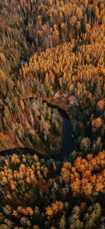 Latvia, woodland Wallpaper 1080x2340