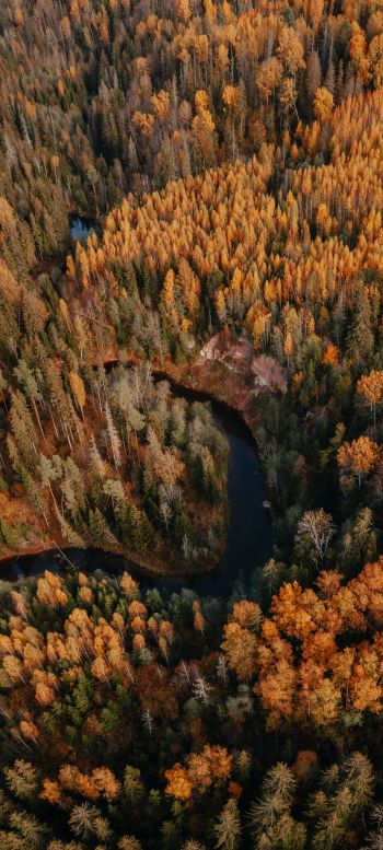 Обои 720x1600 Латвия, лесистая местность
