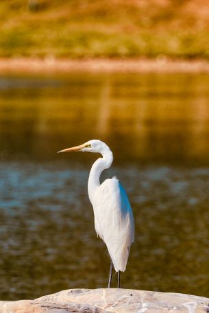 Futian District, Shenzhen, China, crane bird Wallpaper 640x960