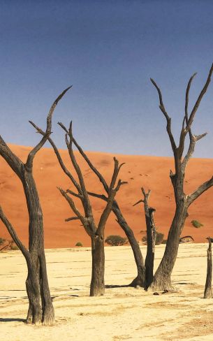 Deadley, Sossusvlei, Namibia, sand, dunes Wallpaper 800x1280