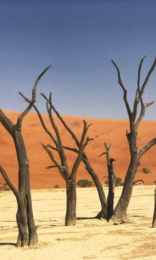 Deadley, Sossusvlei, Namibia, sand, dunes Wallpaper 1200x2000