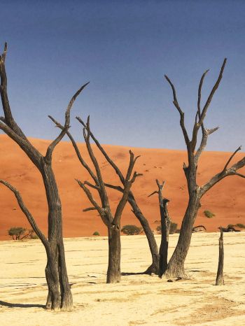 Deadley, Sossusvlei, Namibia, sand, dunes Wallpaper 2048x2732