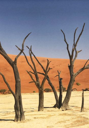 Deadley, Sossusvlei, Namibia, sand, dunes Wallpaper 1668x2388