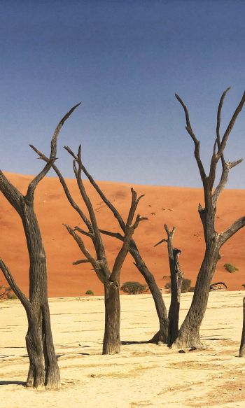 Deadley, Sossusvlei, Namibia, sand, dunes Wallpaper 1200x2000