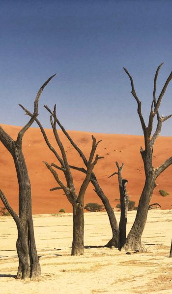 Deadley, Sossusvlei, Namibia, sand, dunes Wallpaper 600x1024