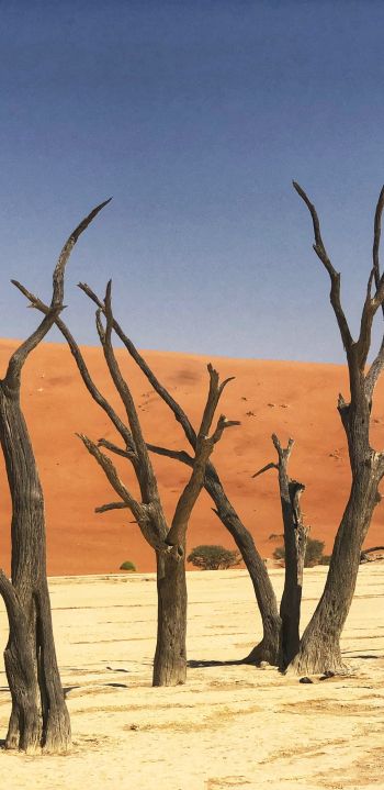 Deadley, Sossusvlei, Namibia, sand, dunes Wallpaper 1440x2960