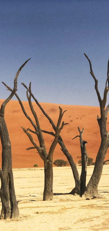 Deadley, Sossusvlei, Namibia, sand, dunes Wallpaper 1080x2280