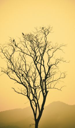 flying birds, evening sunset, mountains Wallpaper 600x1024