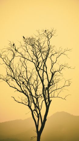 flying birds, evening sunset, mountains Wallpaper 640x1136