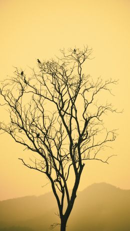 flying birds, evening sunset, mountains Wallpaper 750x1334