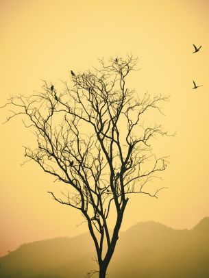 flying birds, evening sunset, mountains Wallpaper 1620x2160