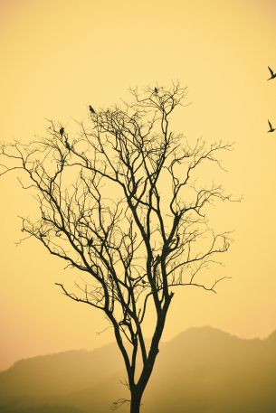 flying birds, evening sunset, mountains Wallpaper 640x960