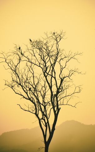 flying birds, evening sunset, mountains Wallpaper 1752x2800