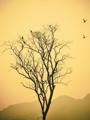 flying birds, evening sunset, mountains Wallpaper 1668x2224