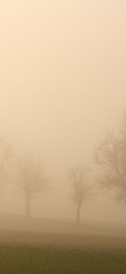 landscape, beige, film photography Wallpaper 1080x2340